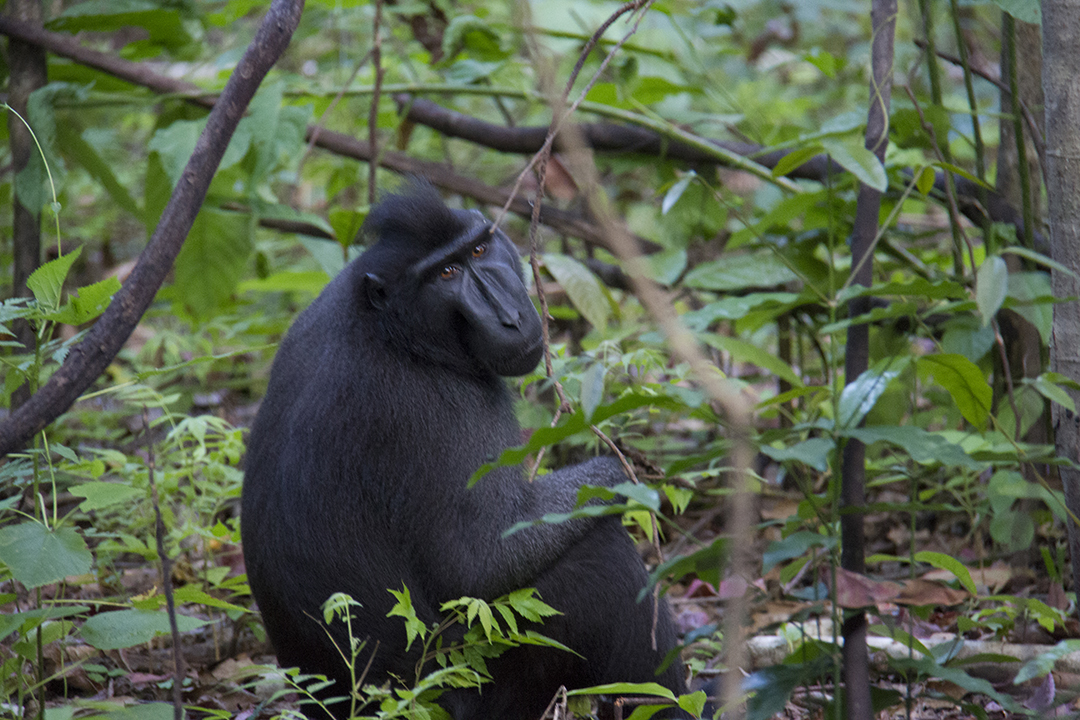 Manado in Northern Sulawesi Indonesia