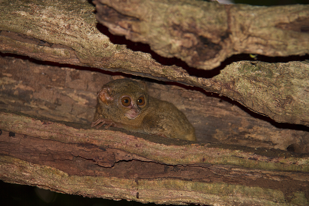 Manado in Northern Sulawesi Indonesia