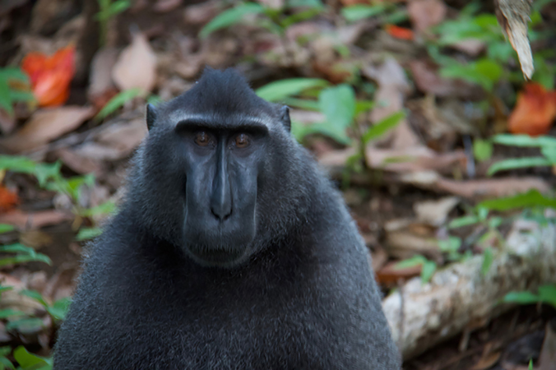 Manado in Northern Sulawesi Indonesia