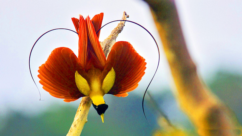 Red-Bird-of-Paradise-Birds-Indonesia.jpg